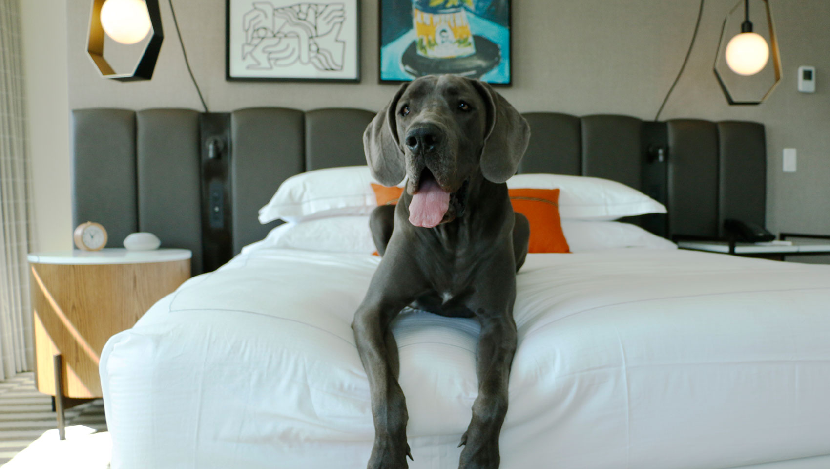 Pet friendly hotel in Fort Worth Texas