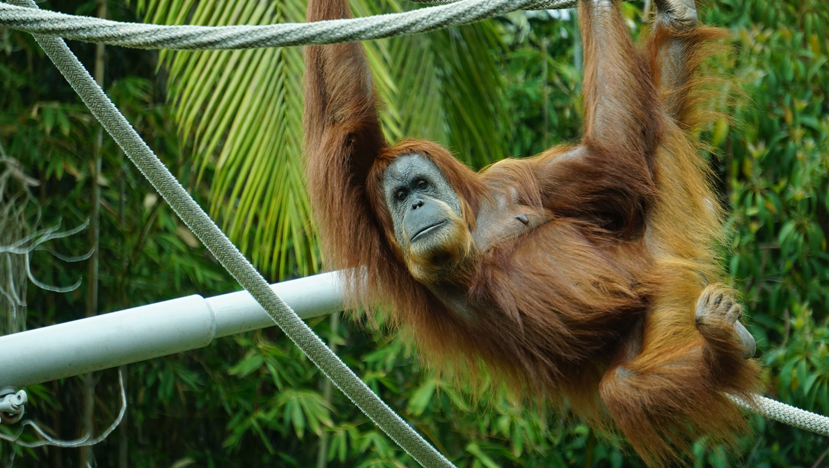 Orangutan at the Fort Worth Zoo