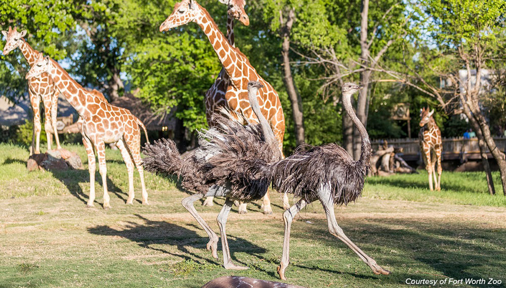 animals at the fort worth zoo